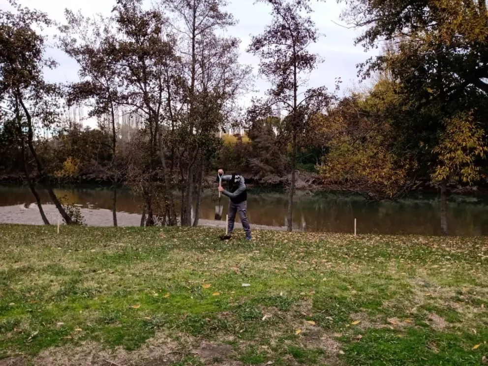 Esperanza de éxito: A dos años de su plantación, crecen bien los sauces criollos