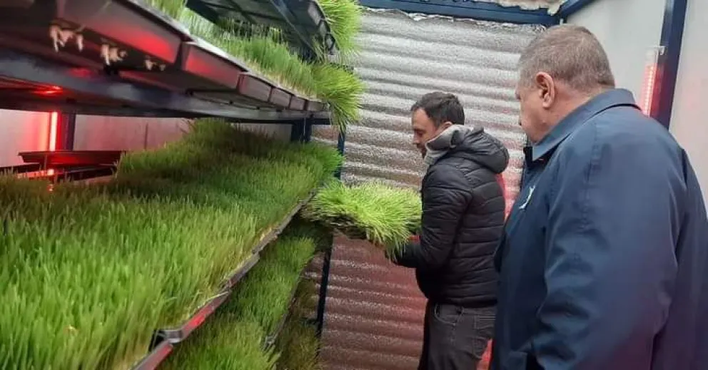 Forrajes Tecnol: un emprendimiento que ahorra agua y produce alimentos frescos para animales