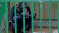 Ordenaron el traslado del chimpancé Toti a un santuario de grandes primates