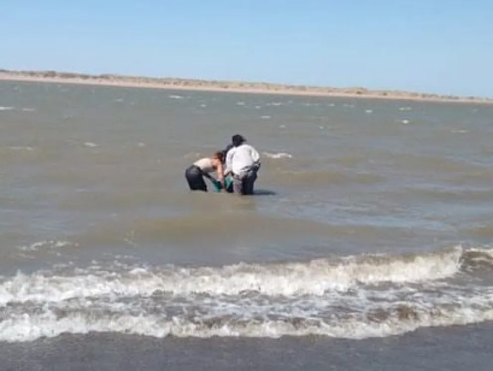 Salvaron la vida a un Delfín Franciscana en El Cóndor