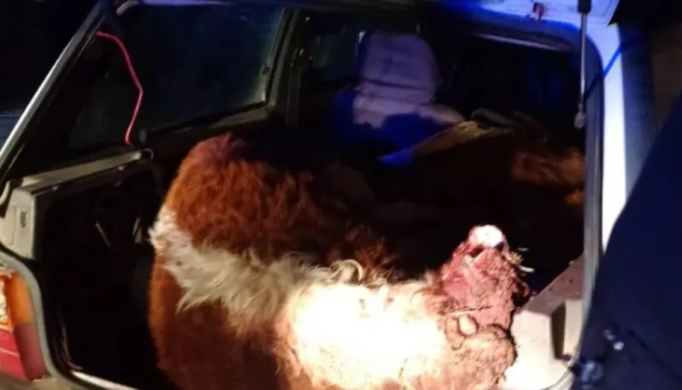Piden prisión para los cuatreros que llevaban los novillos en un Fiat Uno