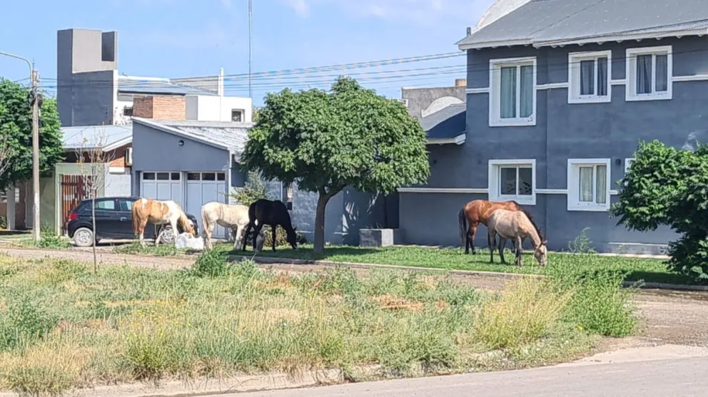 Caballos sueltos en el Don Bosco aprovecharon el verde césped de los parques de las casas 