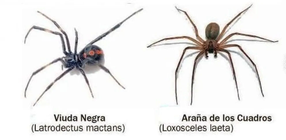 Hay recomendaciones por la acción de animales ponzoñosos en esta época del año