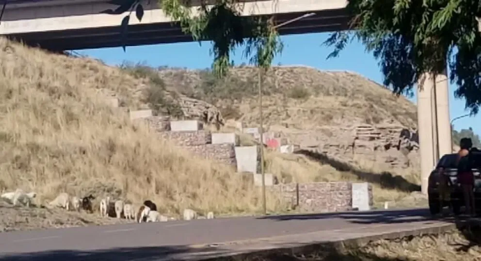 Un rebaño de chivos sorprendió a vecinos en la costanera de Carmen de Patagones 