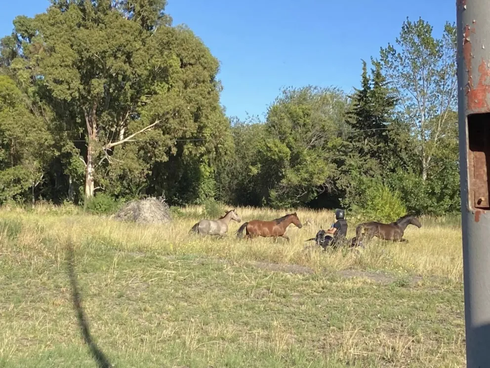 Los caballos sueltos cansan y la policía los tiene que correr