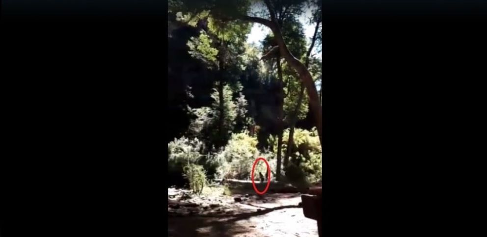Graban en video la aparición de un duende en Bariloche
