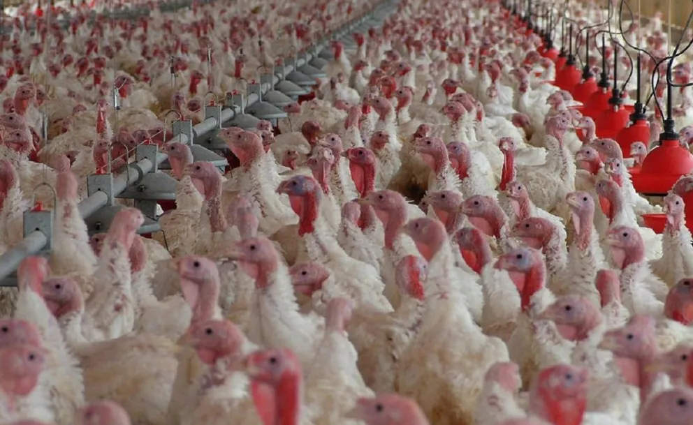 Alerta por gripe aviar: cómo se transmite y el riesgo para humanos