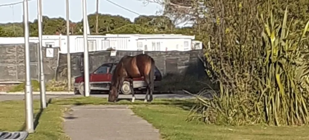 Siguen los caballos sueltos en el ejido de Viedma