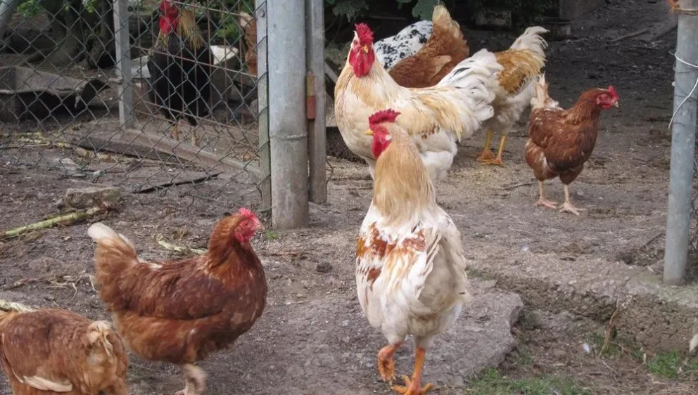 Aumentan los casos de gripe aviar: sacrificarán más de 400 mil gallinas en Chubut 