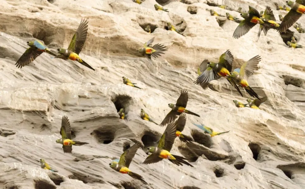 La colonia de loros es un atractivo turístico en sí misma.