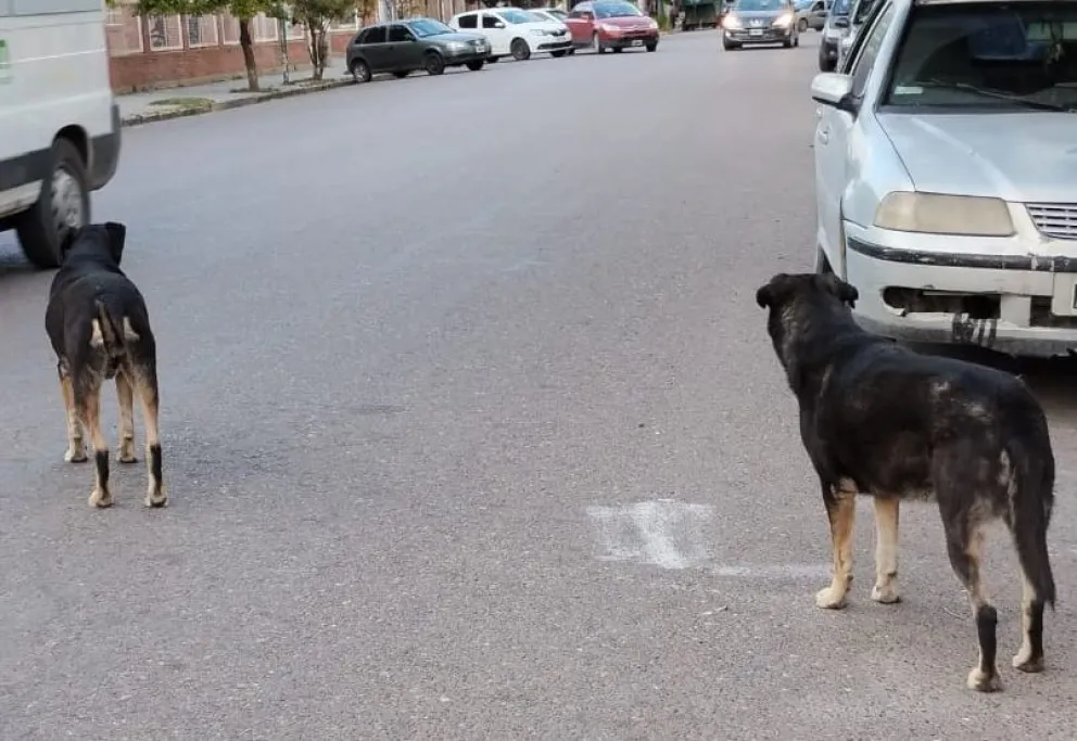 Salud arma en Viedma un registro de mordeduras de perros y gatos