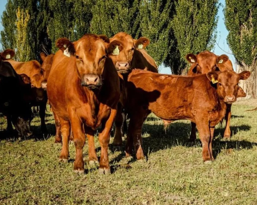Cuántas cabezas de ganado bovino hay en Río Negro, según la Nación