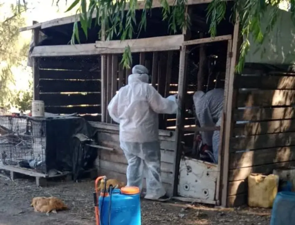 La influenza aviar cada vez más cerca, y ya hay un caso en Río Negro