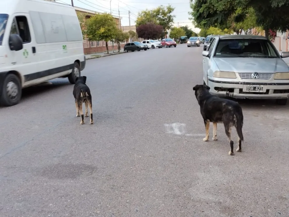 Tirón de orejas para un vecino por un incidente con perros mordedores