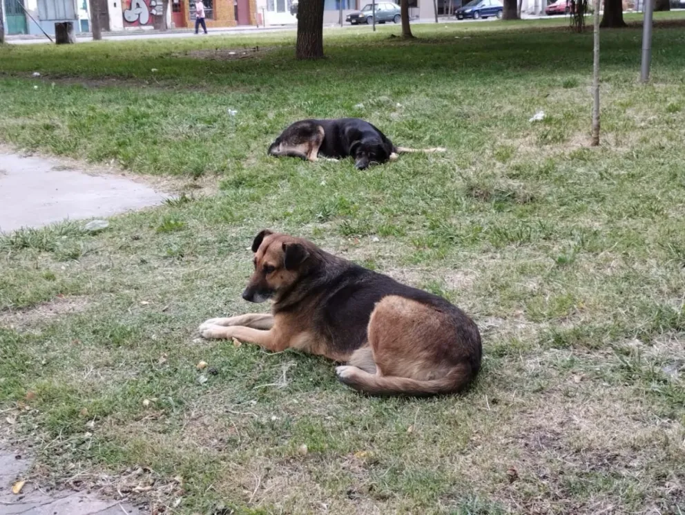¿Qué se debería hacer con los perros callejeros en Viedma?: esto dice la normativa
