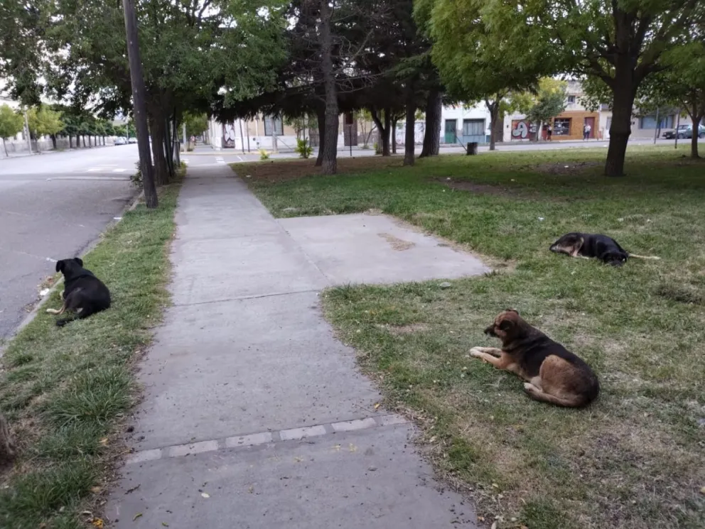 Campaña solidaria con entrega de premios para una mujer de Viedma que rescata mascotas de maltrato animal 