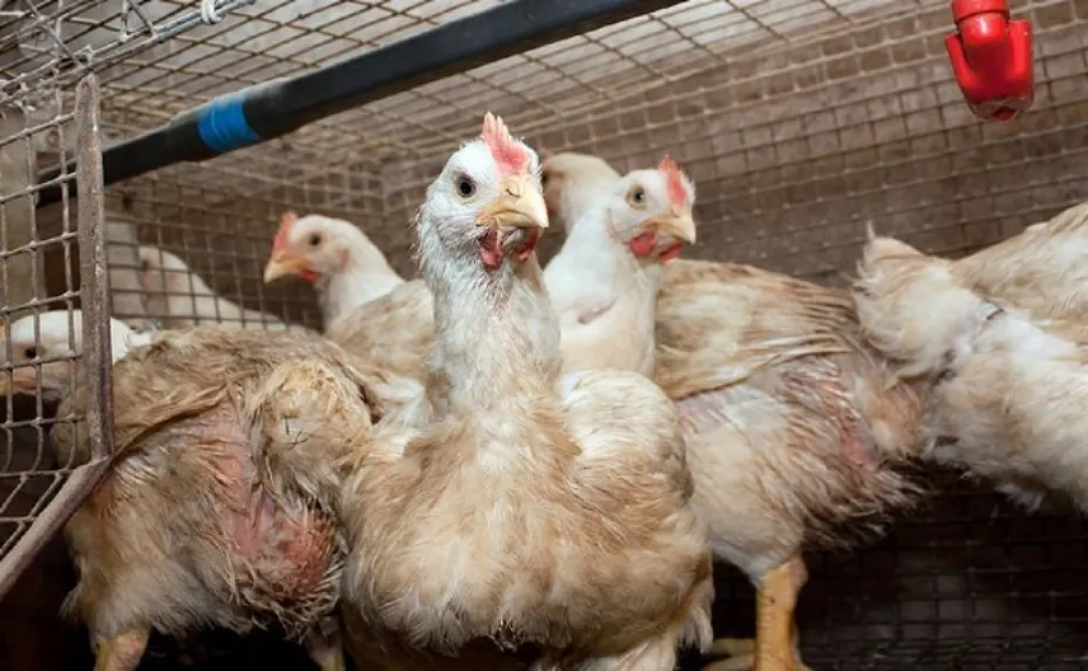Suspendieron las exportaciones de pollo y huevo por un caso de gripe aviar en aves de corral