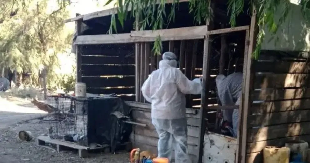 Se detectó gripe aviar una granja de pollos rionegrina