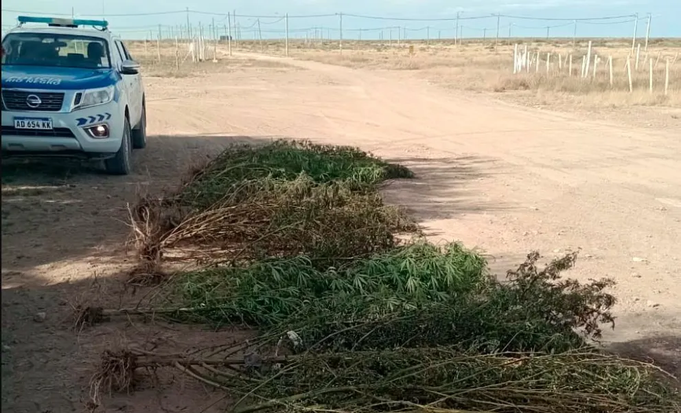 Sorpresa y media: fueron a apagar un incendio a una casa y encontraron una plantación de marihuana