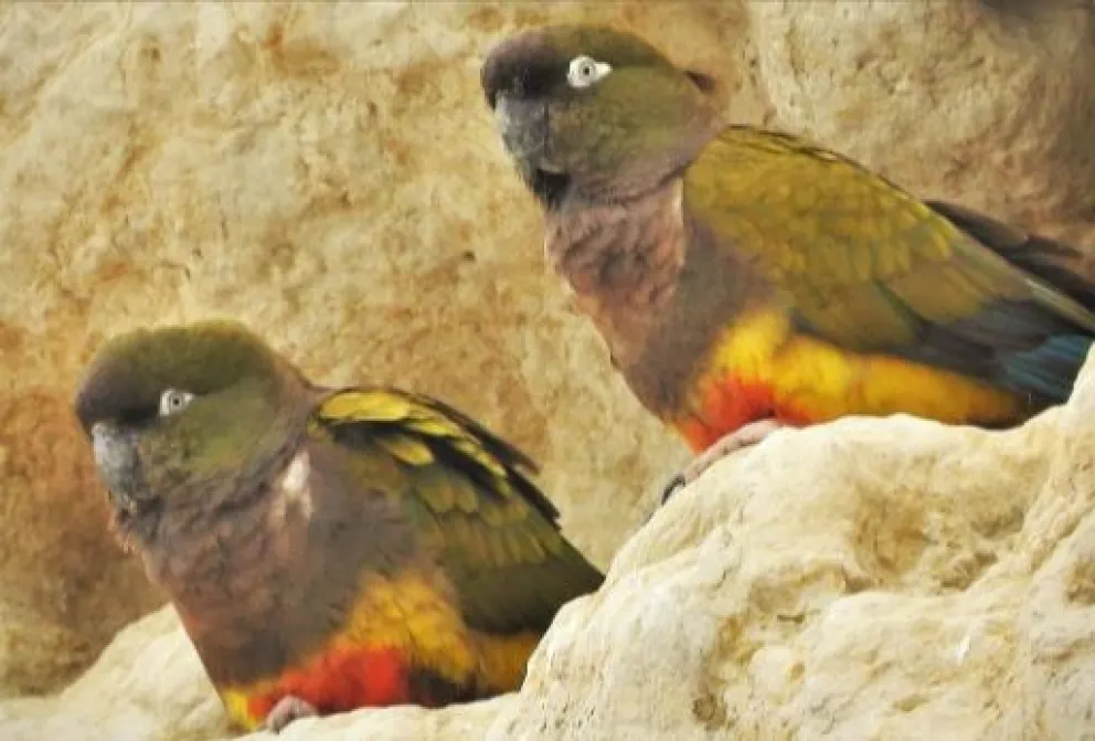 Se viene una propuesta distinta con un taller de introducción al avistaje de aves
