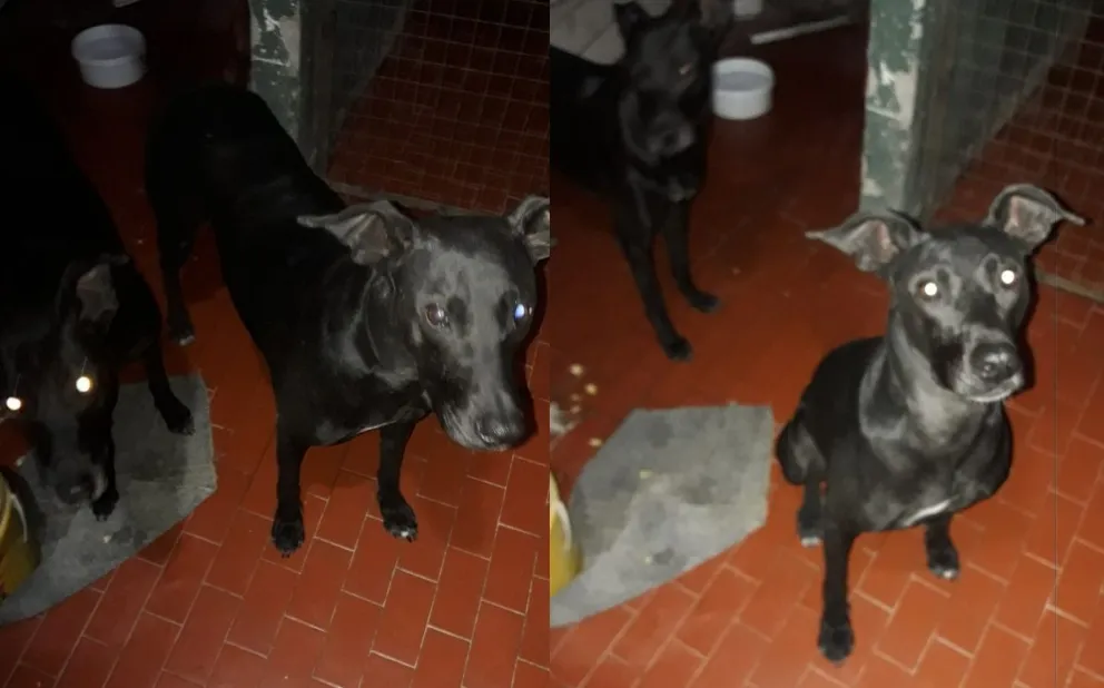 Vecino de Viedma encontró perros y los cuida a la espera de hallar a sus dueños