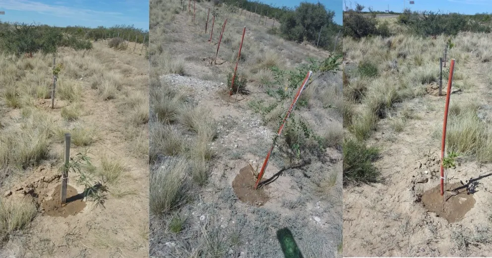 Pidió ayuda por los árboles de su padre y la gente respondió