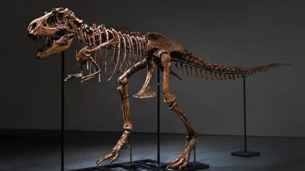 Asombro en Europa: el esqueleto de un tiranosaurio rex será subastado en Suiza