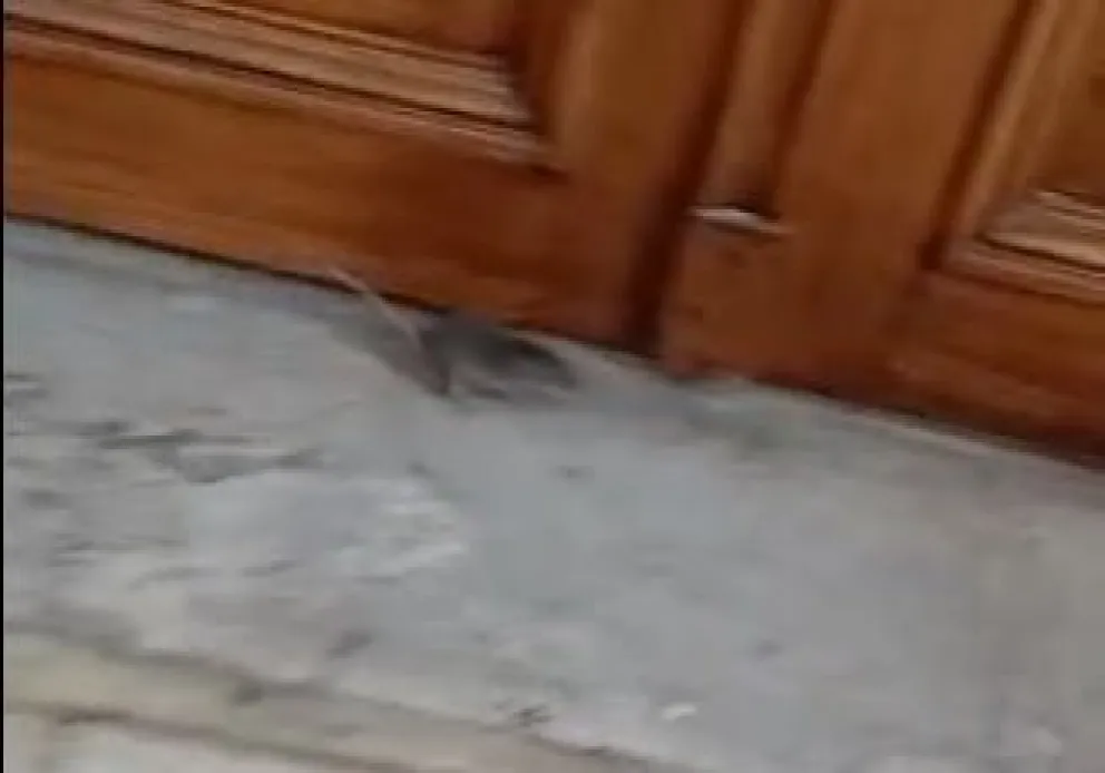 Viral: grabaron una rata entrando a Casa de Gobierno