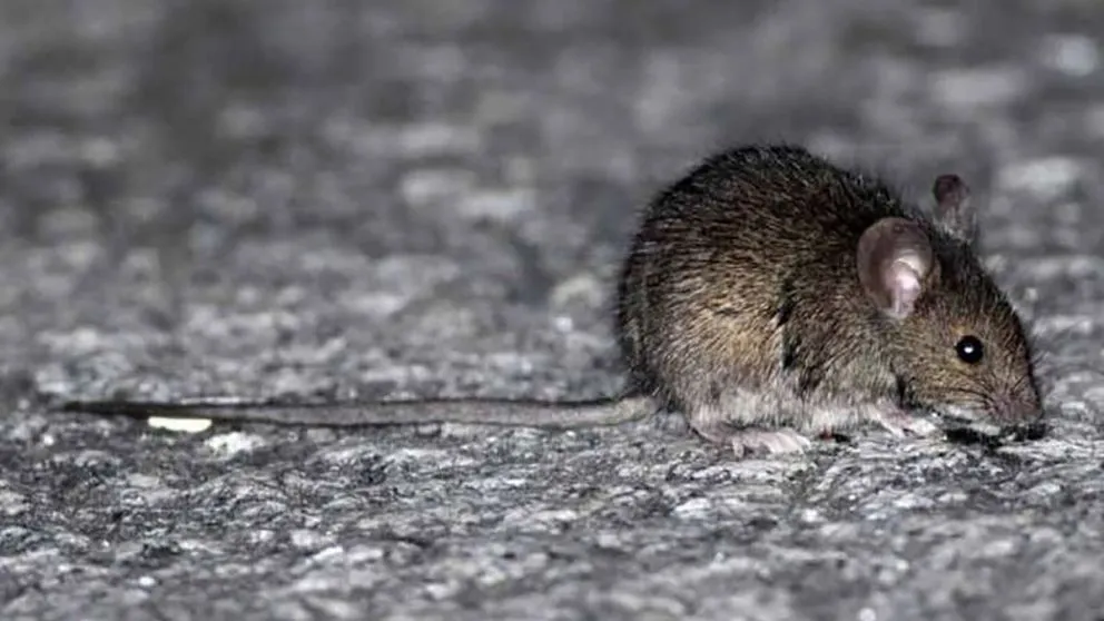 Se confirmó un nuevo caso de hantavirus en la Patagonia: el afectado es un menor de edad
