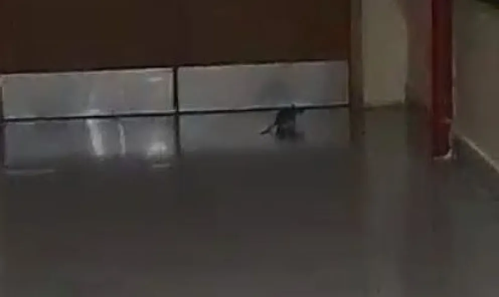 ¿Y la fumigación?: otra vez apareció un roedor en el hospital de Viedma