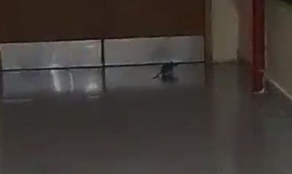 ¿Y la fumigación?: otra vez apareció un roedor en el hospital de Viedma