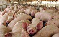 Alerta por casos de triquinosis: se detectaron 18 cerdos infectados 