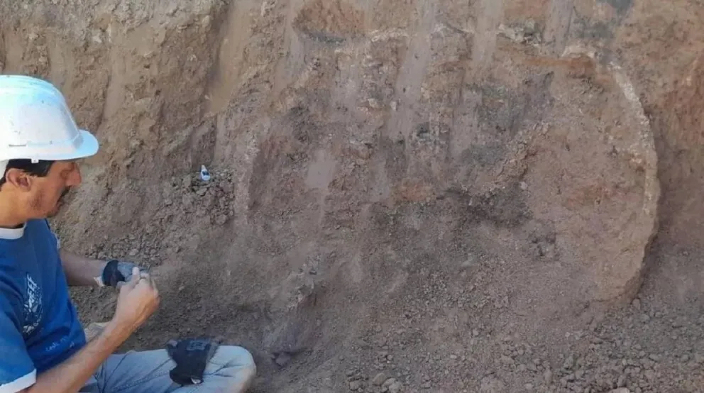 Encontraron restos fósiles del tamaño de un auto en medio de una construcción