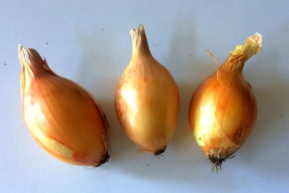 El INTA desarrolló una cebolla que "pica menos", ¿hace llorar al cortarla?
