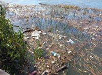 ¿Acá nos bañamos?: el video del río Negro con ratas y basura por doquier