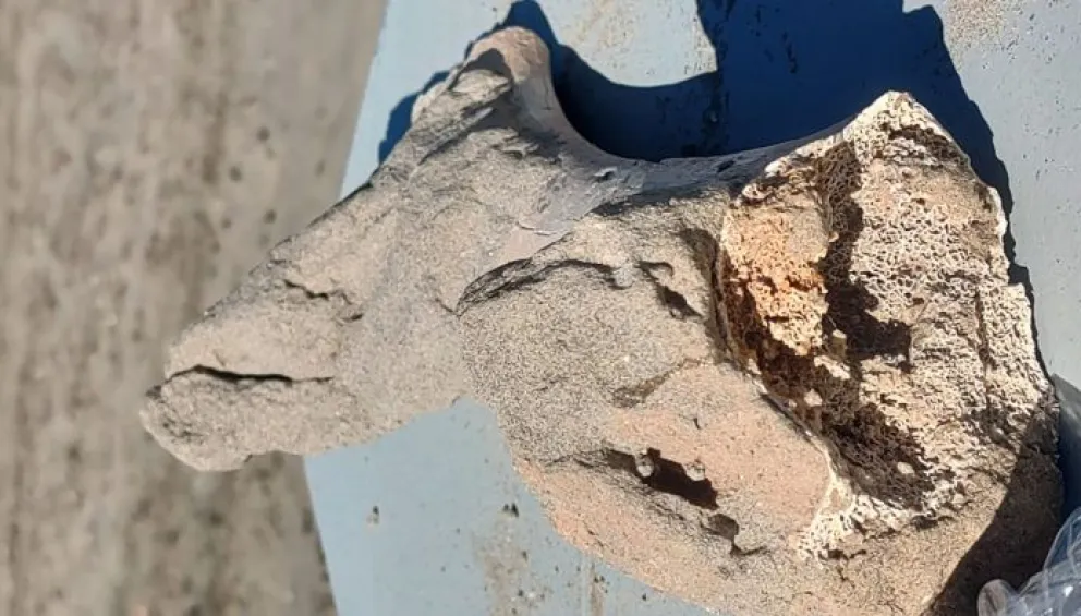 Restos fósiles de 3 millones de años en Pozo Salado: a qué animal pertenece y por qué no se llevaron todos los huesos 