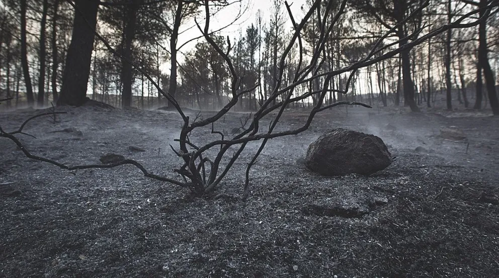 Hay vida después de los incendios