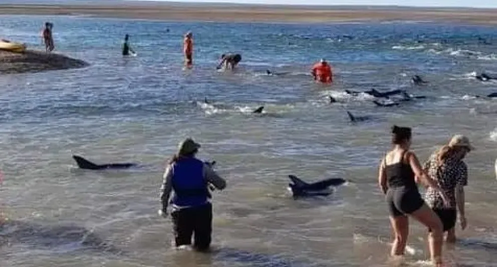 Rescatan en forma exitosa a un numeroso conjunto de delfines
