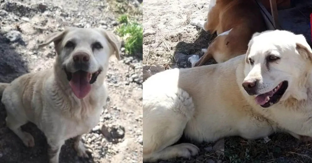 Desesperada búsqueda de una perra en tratamiento oncológico