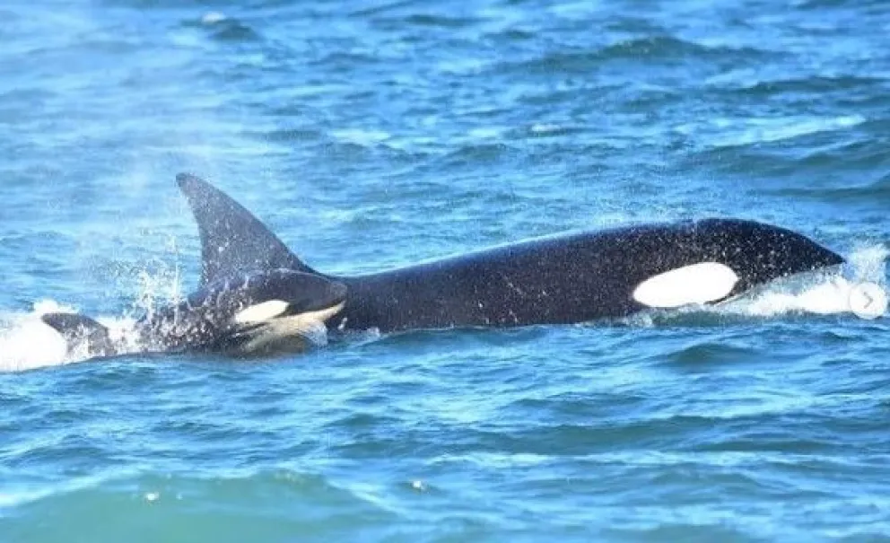 Los chicos de El Cóndor bautizaron una orca bebé nacida en la costa rionegrina
