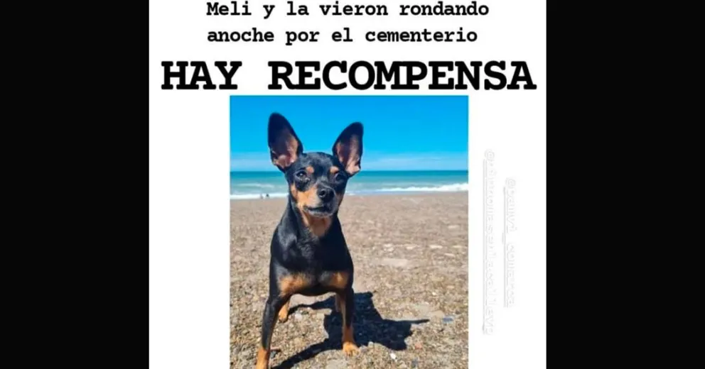Ofrecen recompensa por Meli: fue vista rondando el cementerio