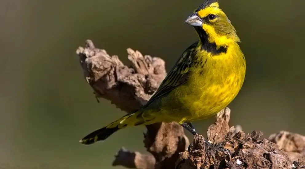 Para combatir el tráfico ilegal declaran al Cardenal Amarillo como “Monumento Provincial”
