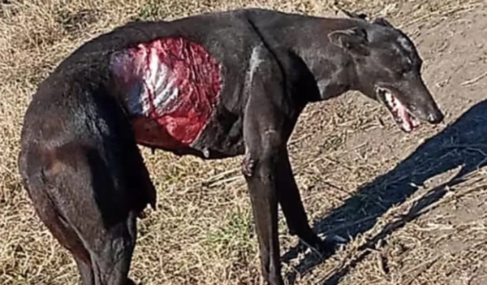 Oposición a los chancheros: "Los perros son sometidos a maltratos y torturas"