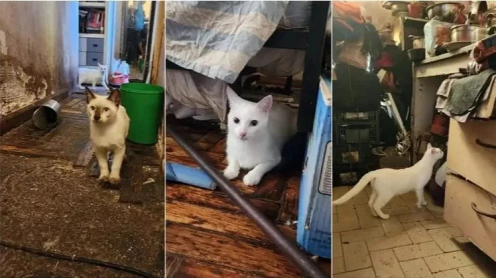 Salvaron a 23 gatos de su dueña: cuando las mascotas morían las freezaba y cocinaba