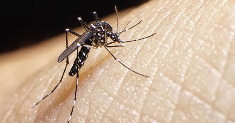 Alerta: confirmaron el primer caso de dengue en el fútbol argentino