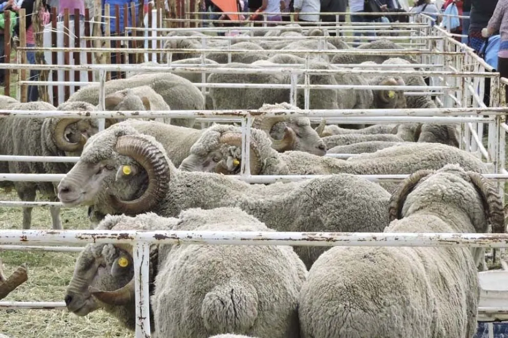Quejas de los productores laneros rionegrinos por el dólar agro