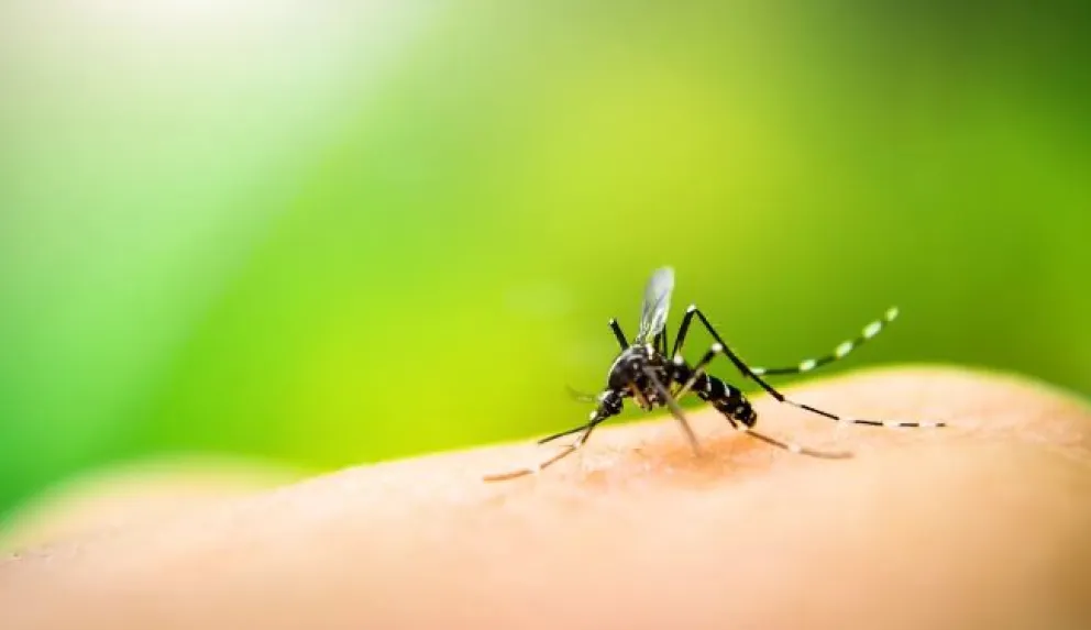 Aseguran que en Argentina “hay un brote epidémico de dengue”