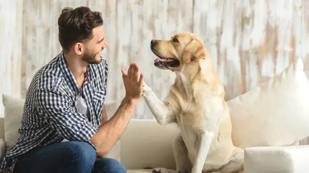 Proponen una ley para que las mascotas sean reconocidas como parte de la familia