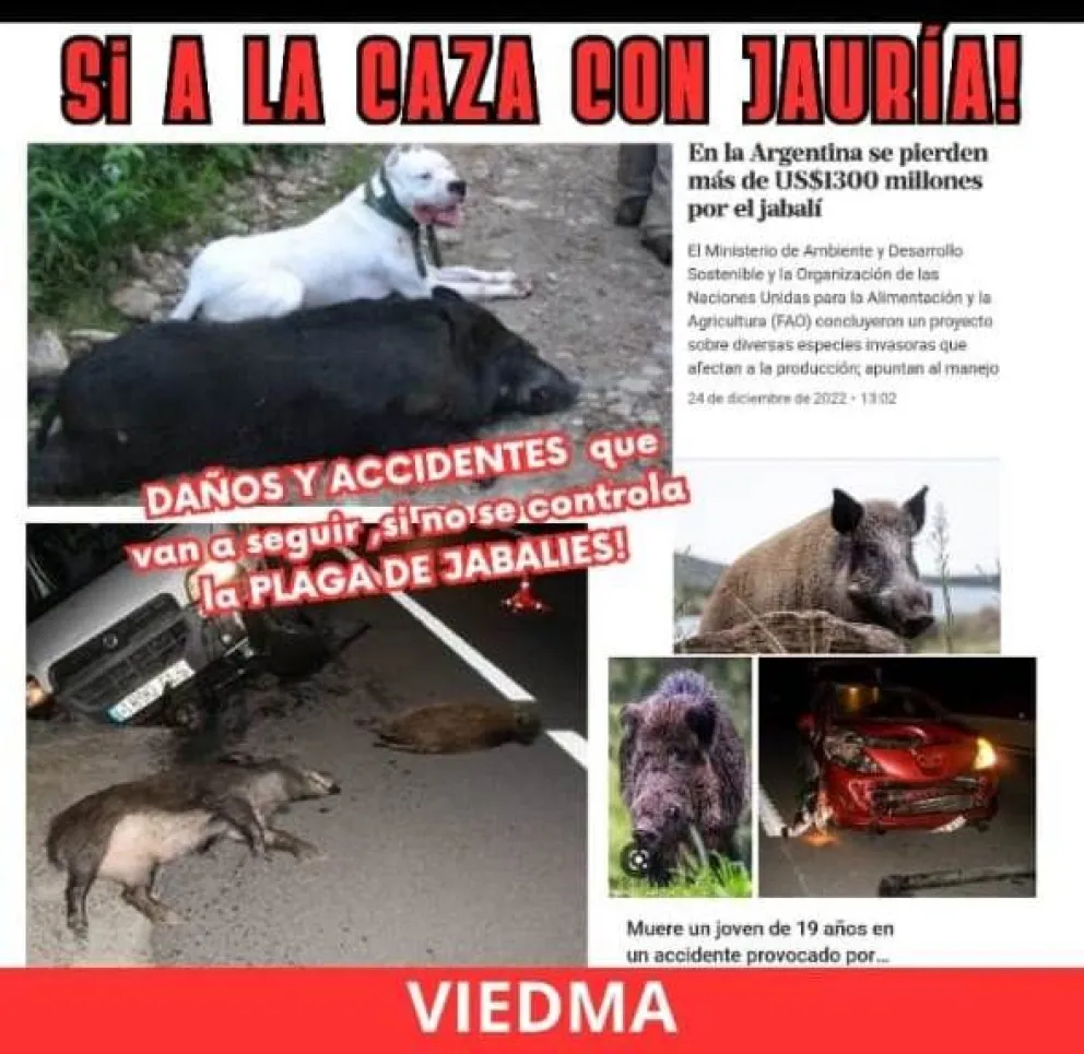 Los cazadores marcharán por la ciudad pidiendo autorización de caza de jabalí con jauría