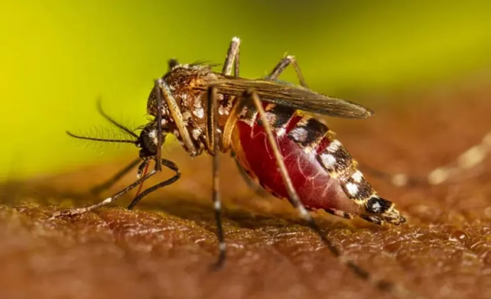 Alerta por el avance del dengue: qué probabilidades hay para que el virus pueda llegar a la región